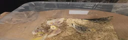 Cockatiels birds for sale: Cockatiel hand reared  - Advert 2