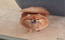 Pomeranian dogs for sale: Stunning Teddy purebreed Russian/Ukrainian poms in Basildon - Image 13