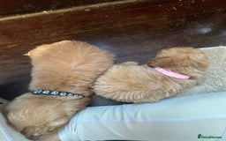 Cockapoo dogs for sale: 8 beautiful, stunning cockapoo  - Image 3