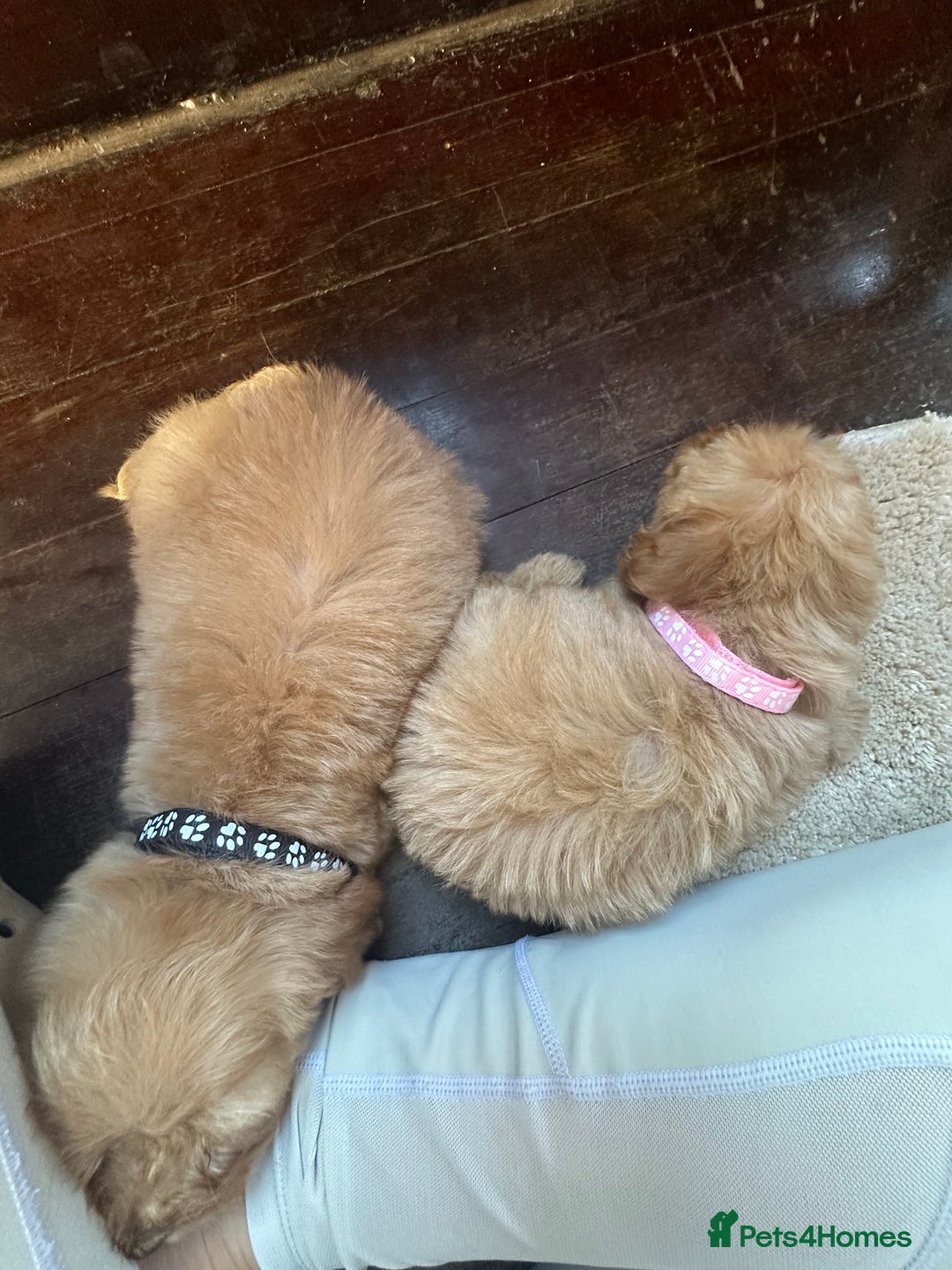 Cockapoo dogs for sale: 8 beautiful, stunning cockapoo  - Image 3