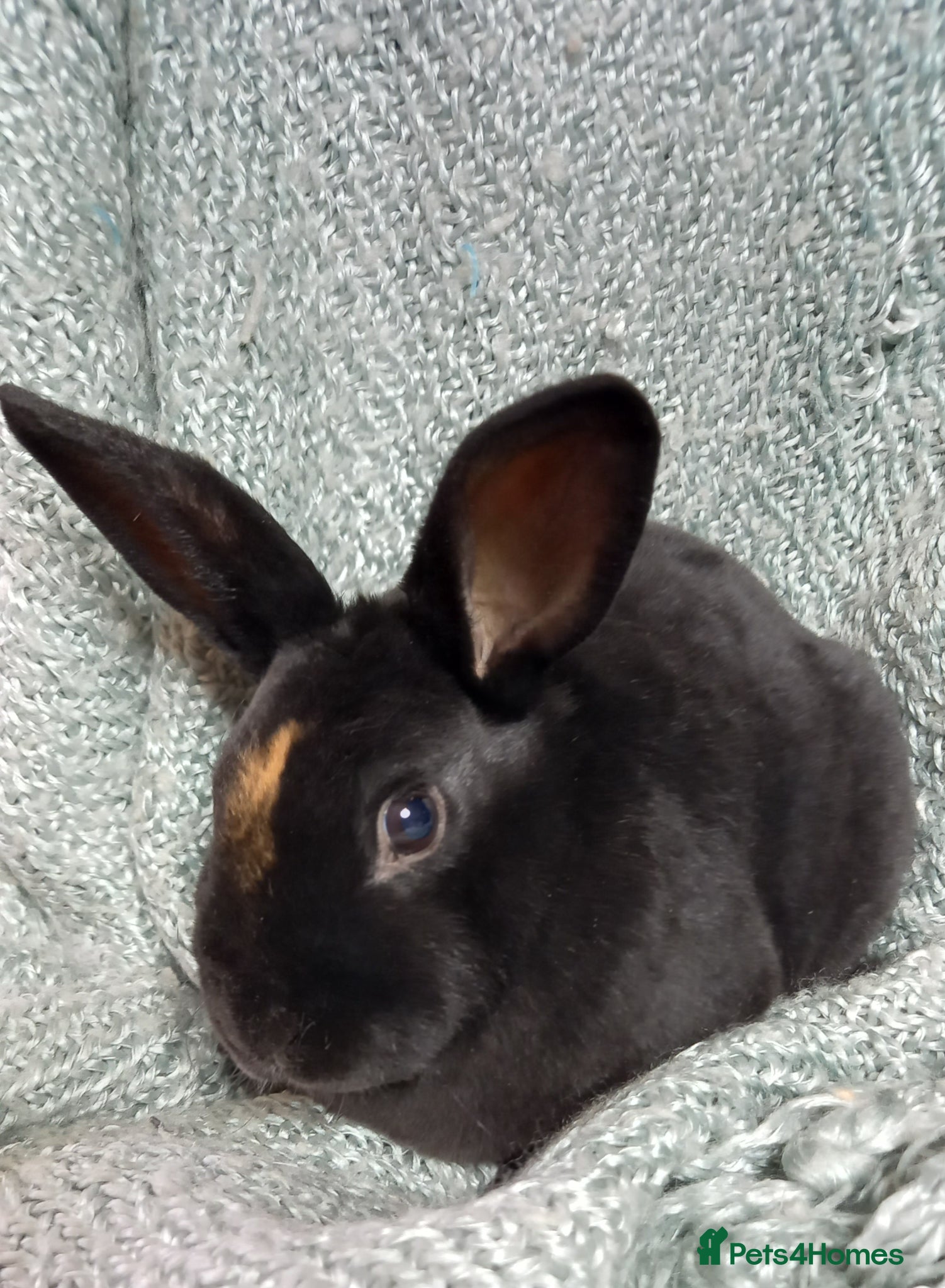 Rex rabbits Rex Rabbit Babies for Sale - Advert 2