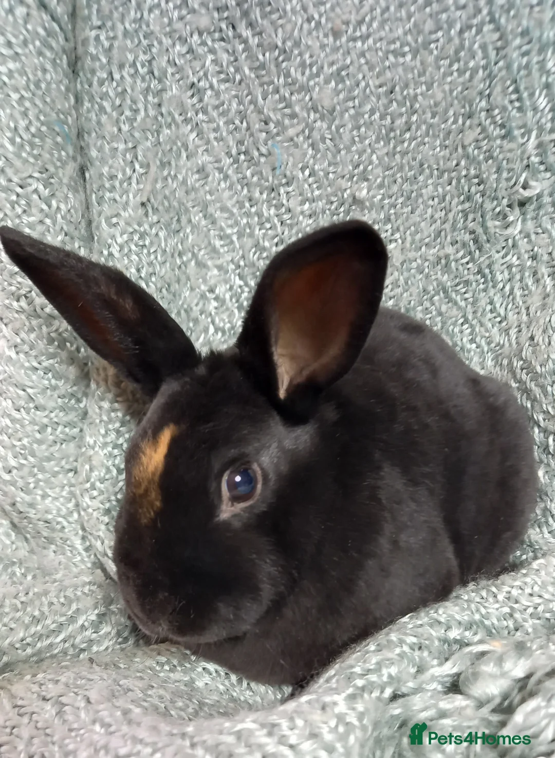 Rex rabbits for sale: Rex Rabbit Babies for Sale - Advert 1