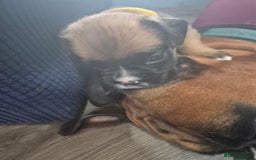 Boxer dogs for sale: Kc Boxer Puppies - Image 2