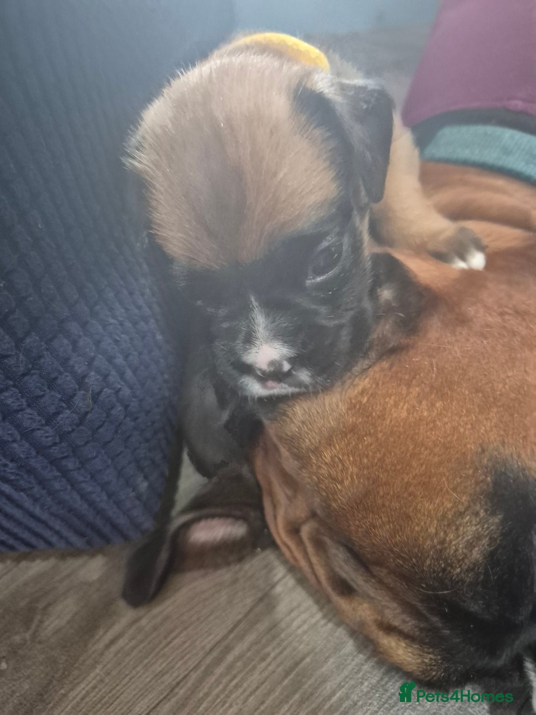 Boxer dogs for sale: Kc Boxer Puppies - Image 2