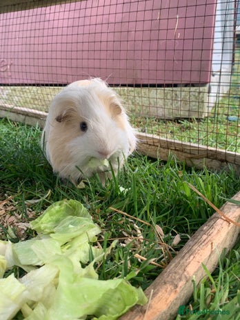 Guinea Pig rodents - Advert 14