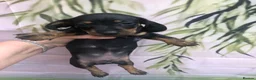 Dachshund dogs for sale: Miniature dutch hound, puppies  - Advert 9