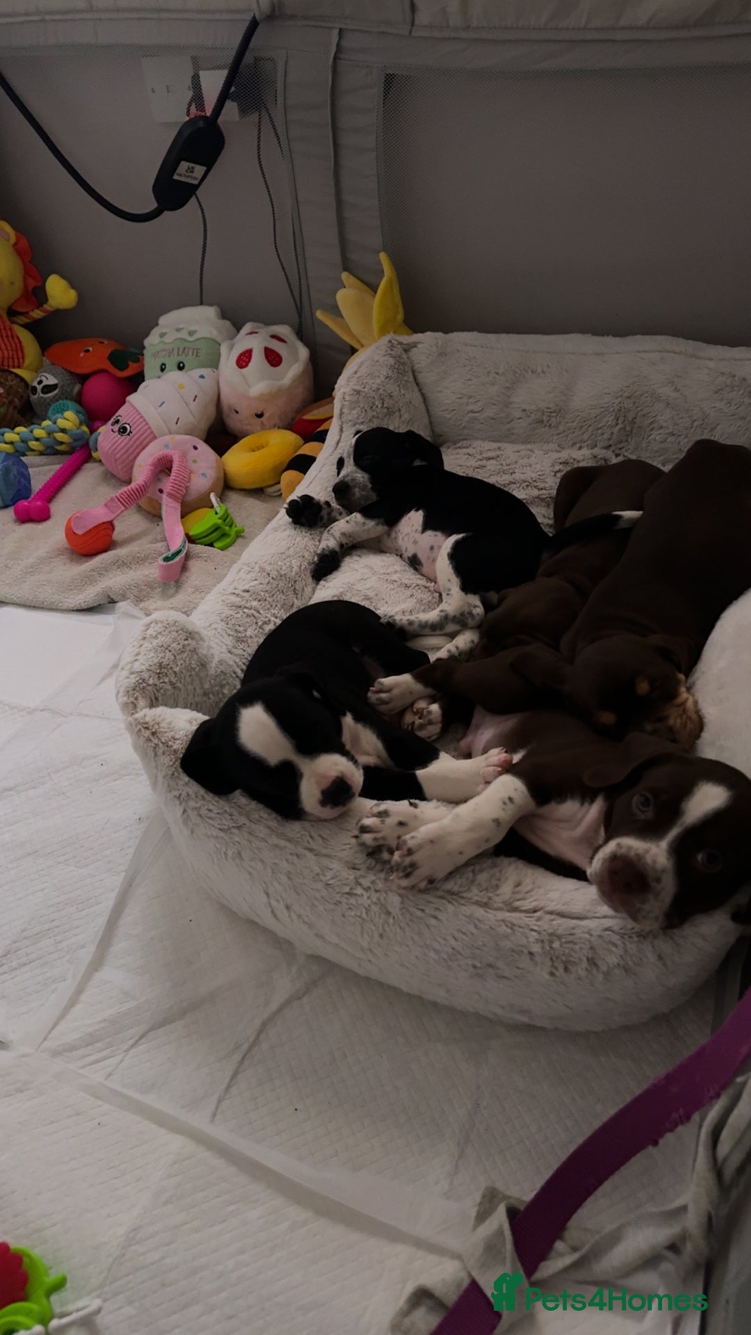 Mixed Breed dogs for sale: Cockerbulls - Advert 3