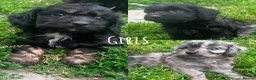 Cockapoo dogs for sale: F1 toy cockapoo puppies for sale  - Advert 3
