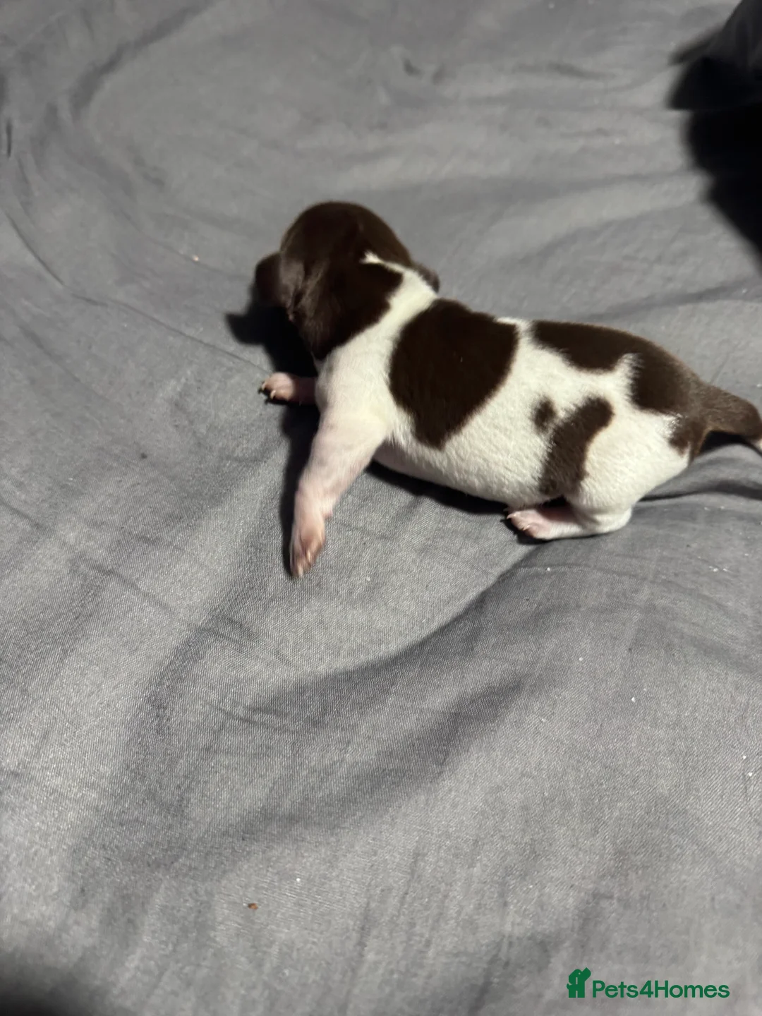 Miniature Dachshund dogs for sale: Beautiful boy - Advert 14