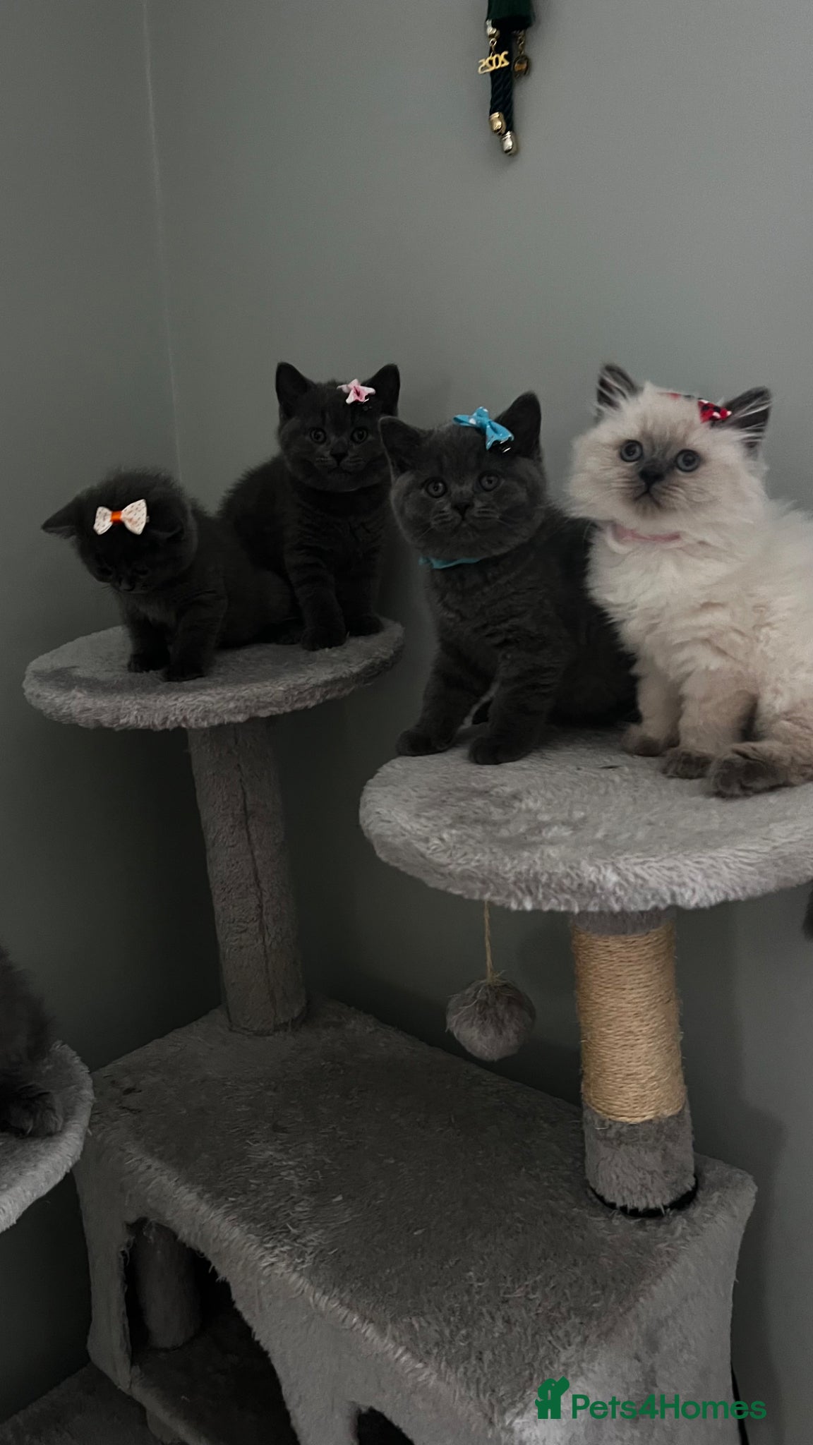 British Shorthair cats British shorthair - Advert 4