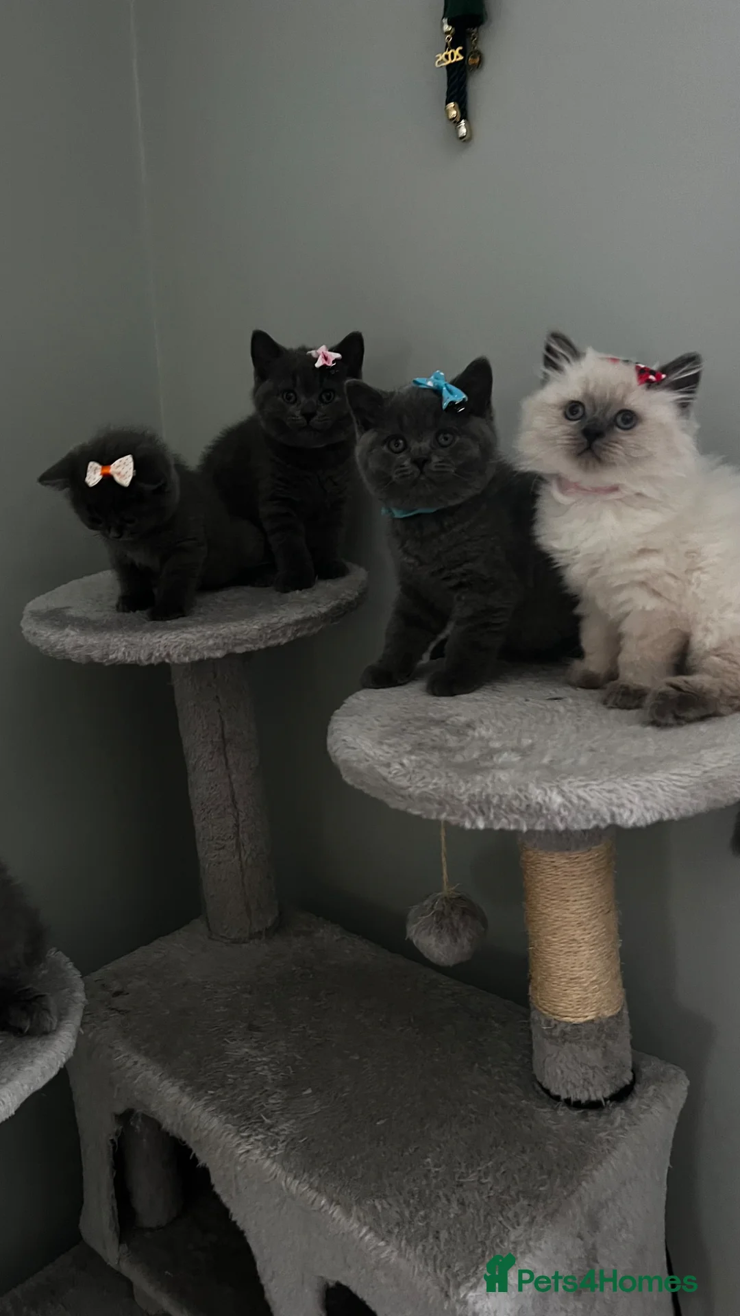 British Shorthair cats for sale: British shorthair in Dunstable - Advert 1