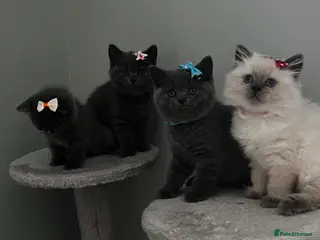 British Shorthair cats British shorthair - Advert 1