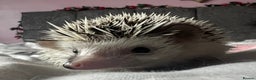 Pygmy Hedgehog rodents for sale: African Pygmy hedgehogs hoglets  - Advert 13