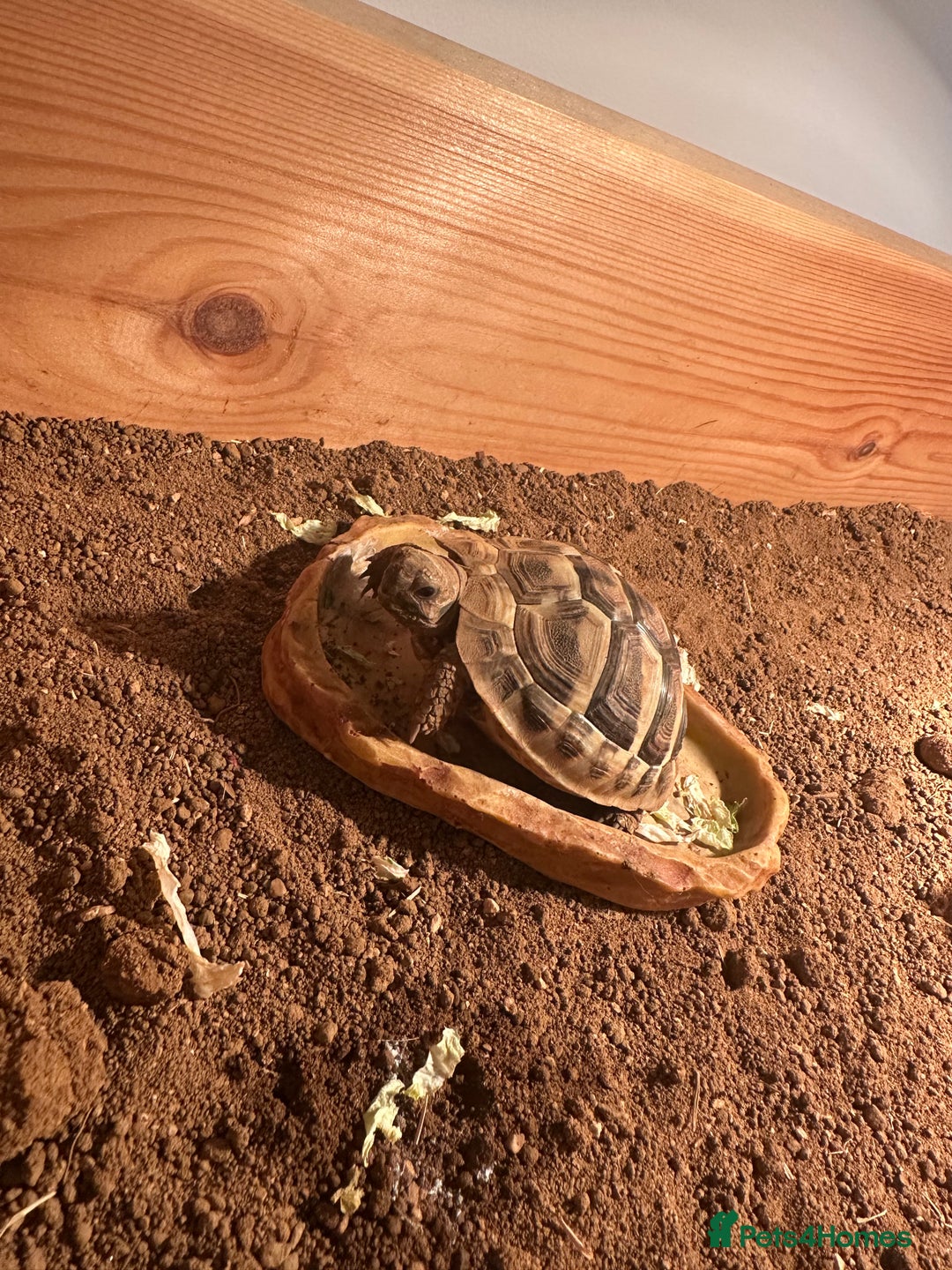 Hermann Tortoise reptiles for sale: Herman tortoise - Advert 4