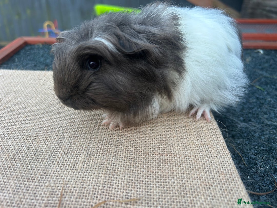 Guinea Pig rodents for sale: Beautiful boys looking for a new home  - Advert 4
