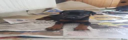 Dobermann dogs for sale: Adorable Doberman puppies  - Advert 19
