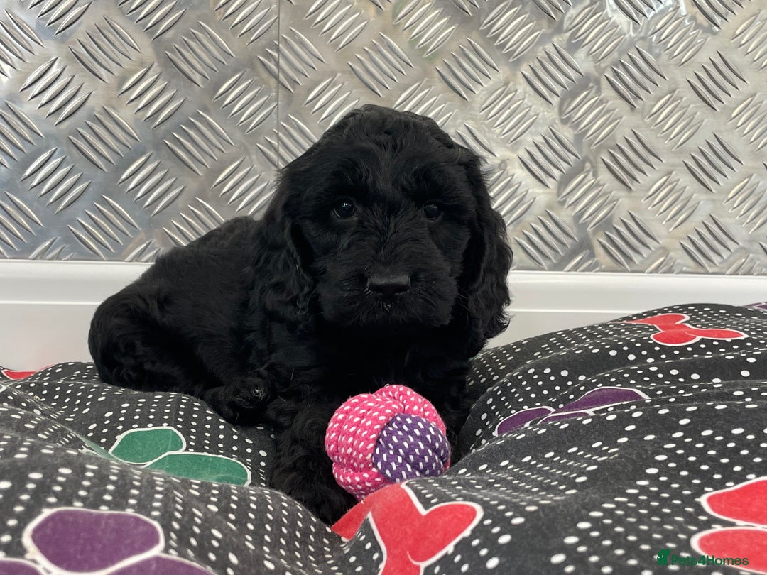 Cockapoo dogs for sale: F1 Cockapoo puppies for sale  - Image 6