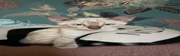 Bengal cats for sale: Snow bengal kittens  - Advert 6
