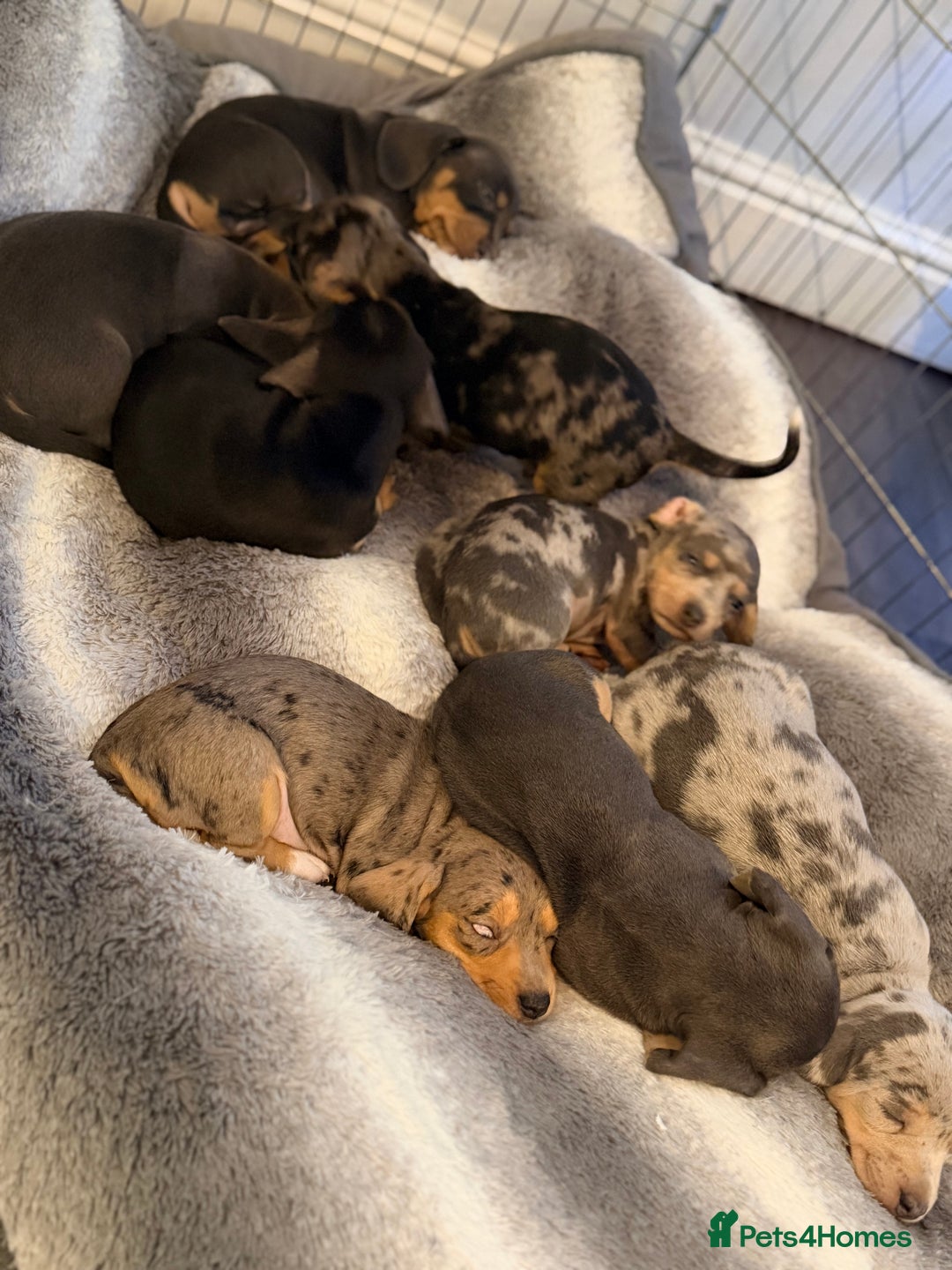 Dachshund dogs for sale: Family dogs first puppies - stunning Dachshunds  - Advert 2
