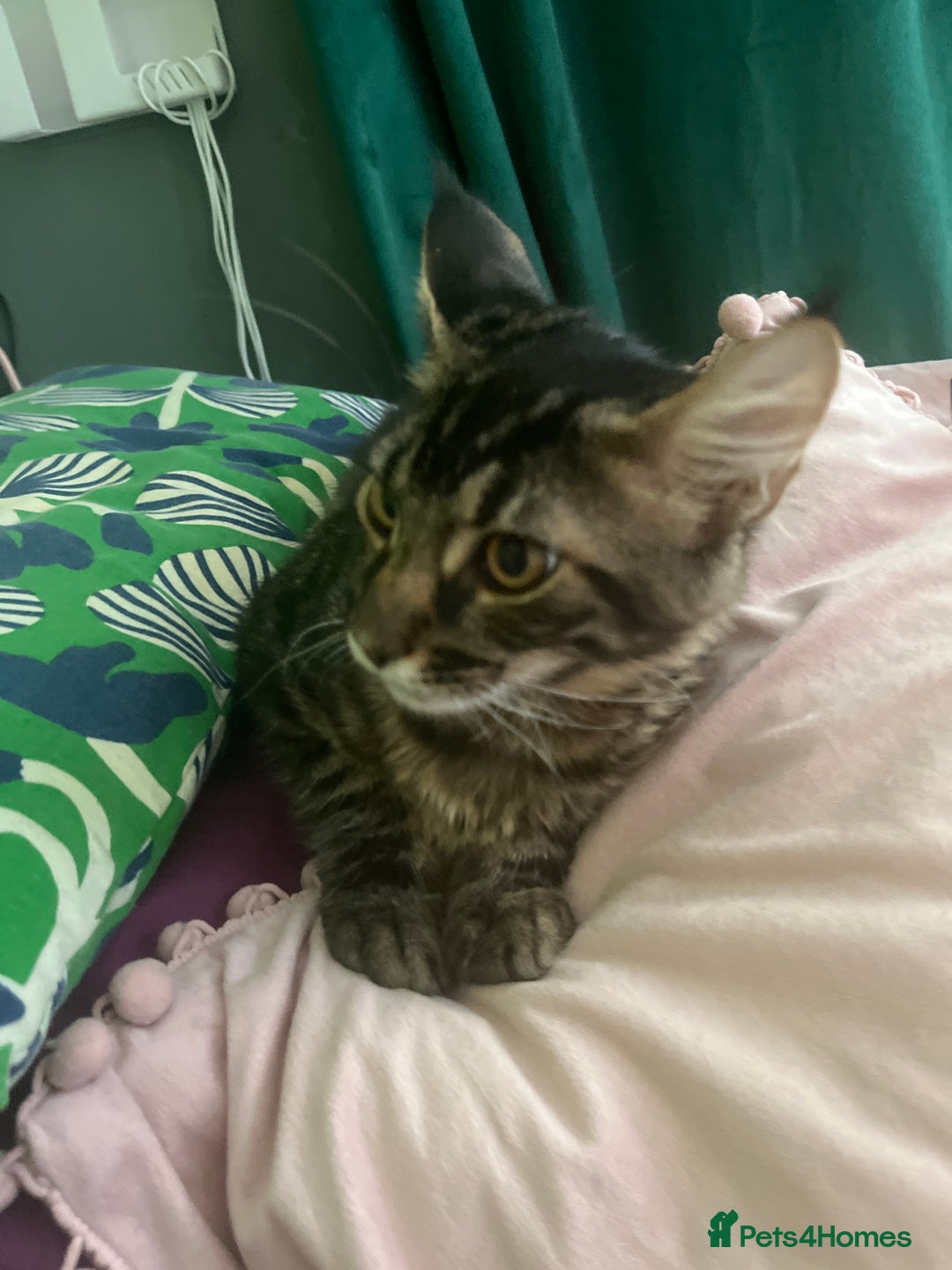Maine Coon cats for sale: Gorgeous Black & Black Smoke kittens TICA parents - Image 32