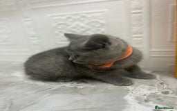 Russian Blue cats for sale: Russian Blu/British Blu - Image 8