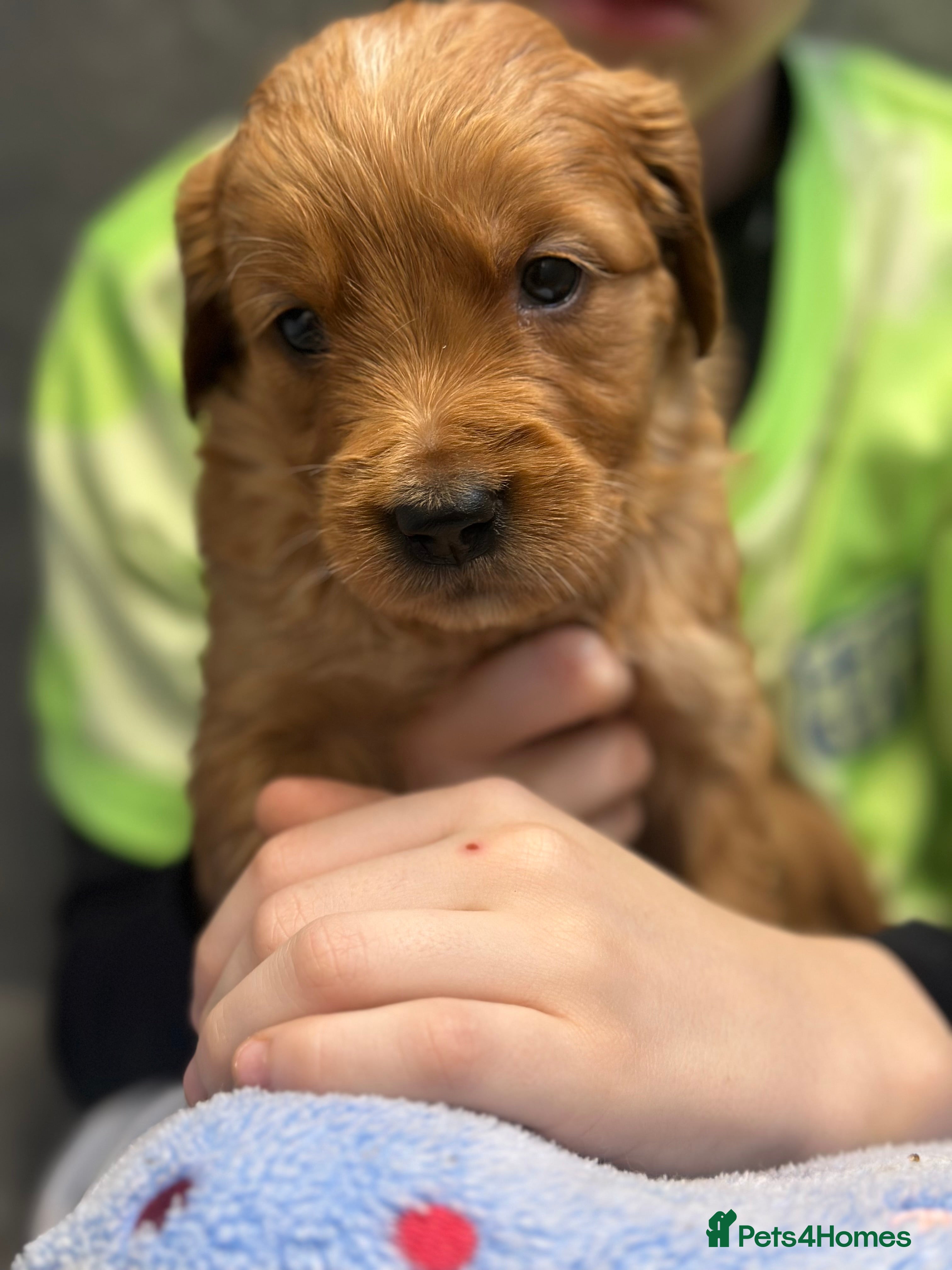 Golden Retriever dogs Dark Golden KC registered Golden retrievers - Advert 3