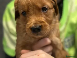 Golden Retriever dogs Dark Golden KC registered Golden retrievers - Advert 3