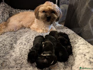 Mixed Breed dogs Beautiful Shi Tzu Puppies for sale. - Advert 16
