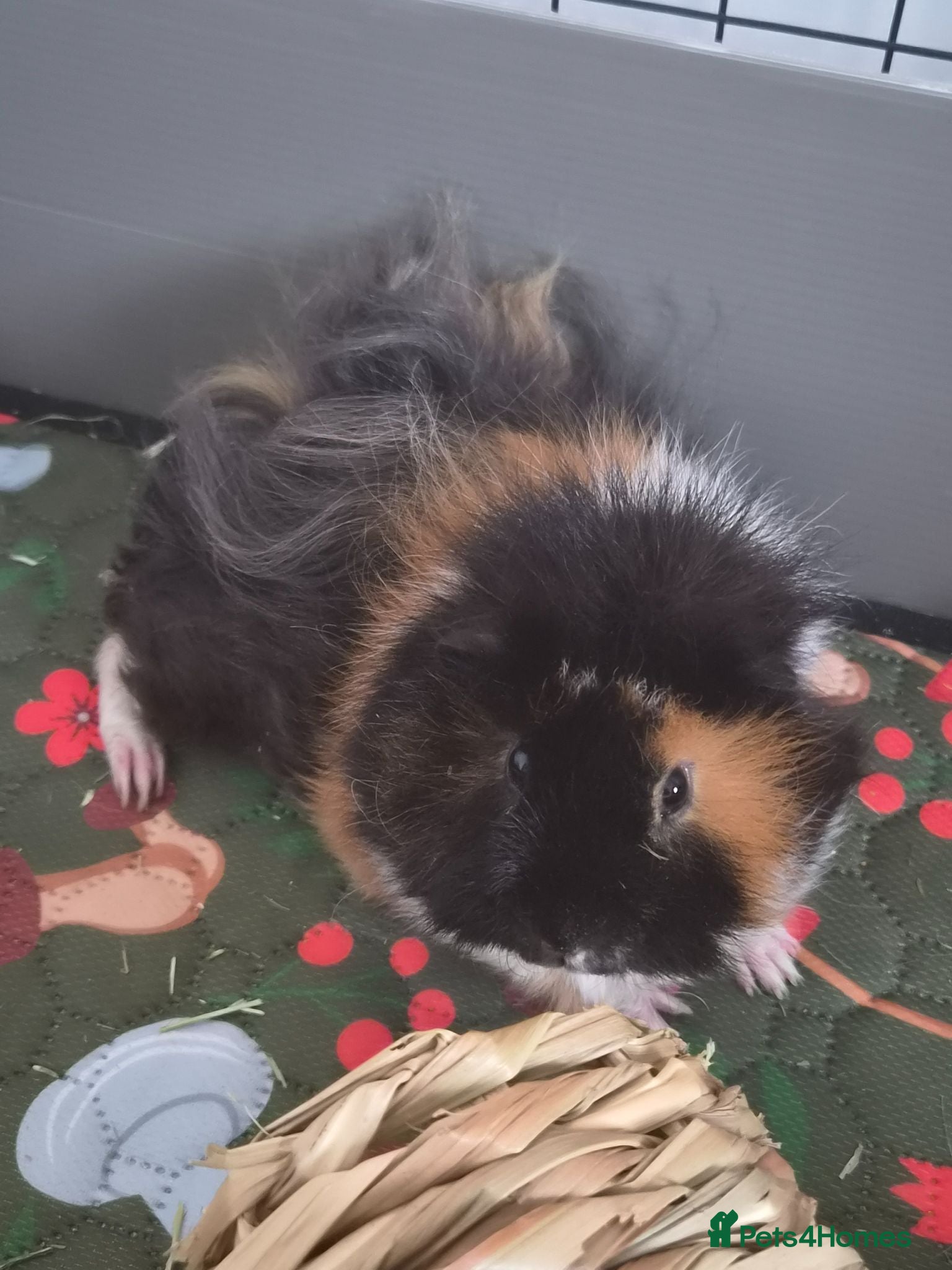 Guinea Pig rodents Gerald - 5 month old  - Advert 1