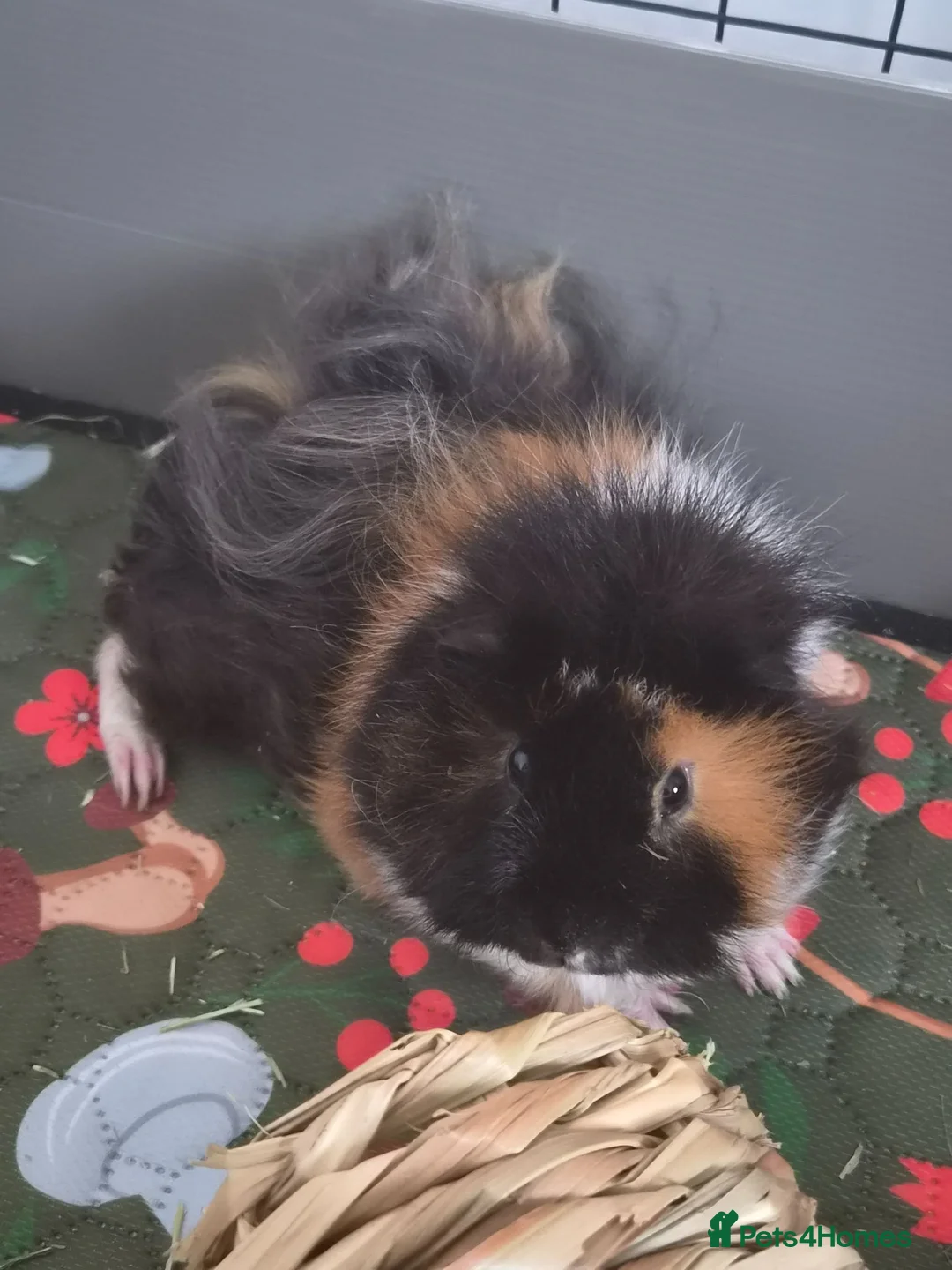 Guinea Pig rodents for sale: Gerald - 5 month old  - Advert 1