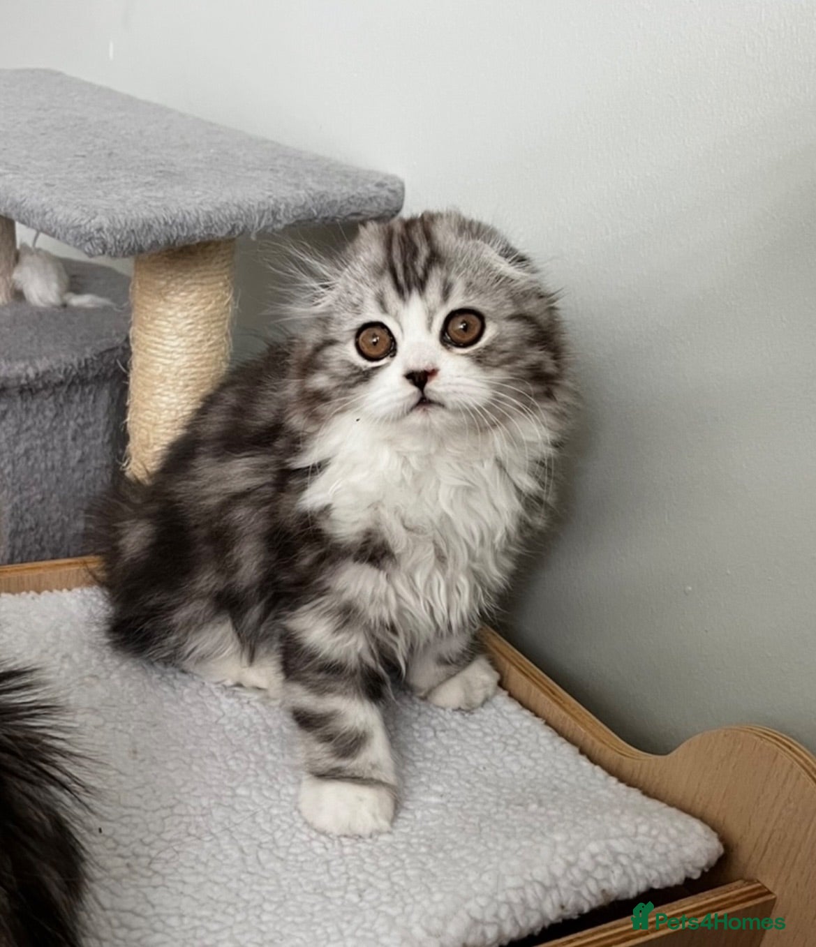Scottish Fold cats Scottish Fold/Straight - Advert 4