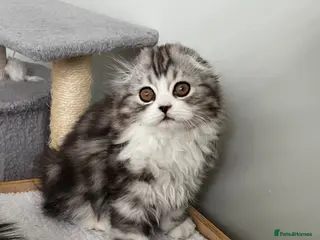 Scottish Fold cats Scottish Fold/Straight - Advert 4