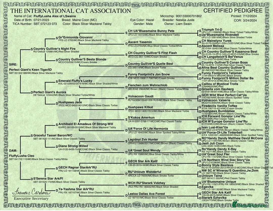 Maine Coon cats for sale: Maine Coon Kittens - Image 7
