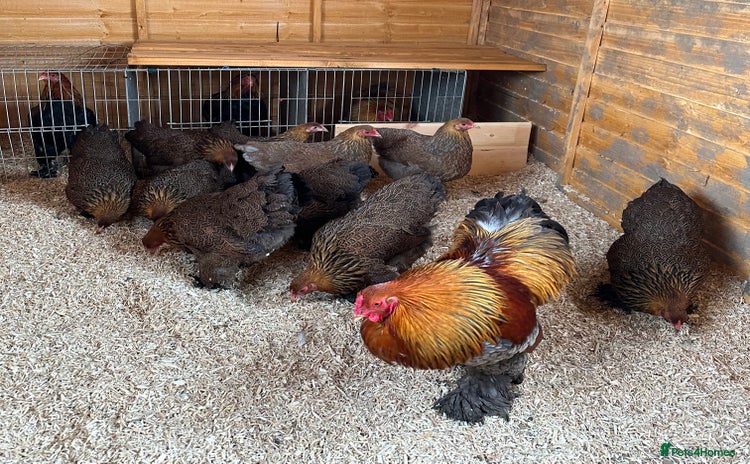 Chickens poultry - Advert 2