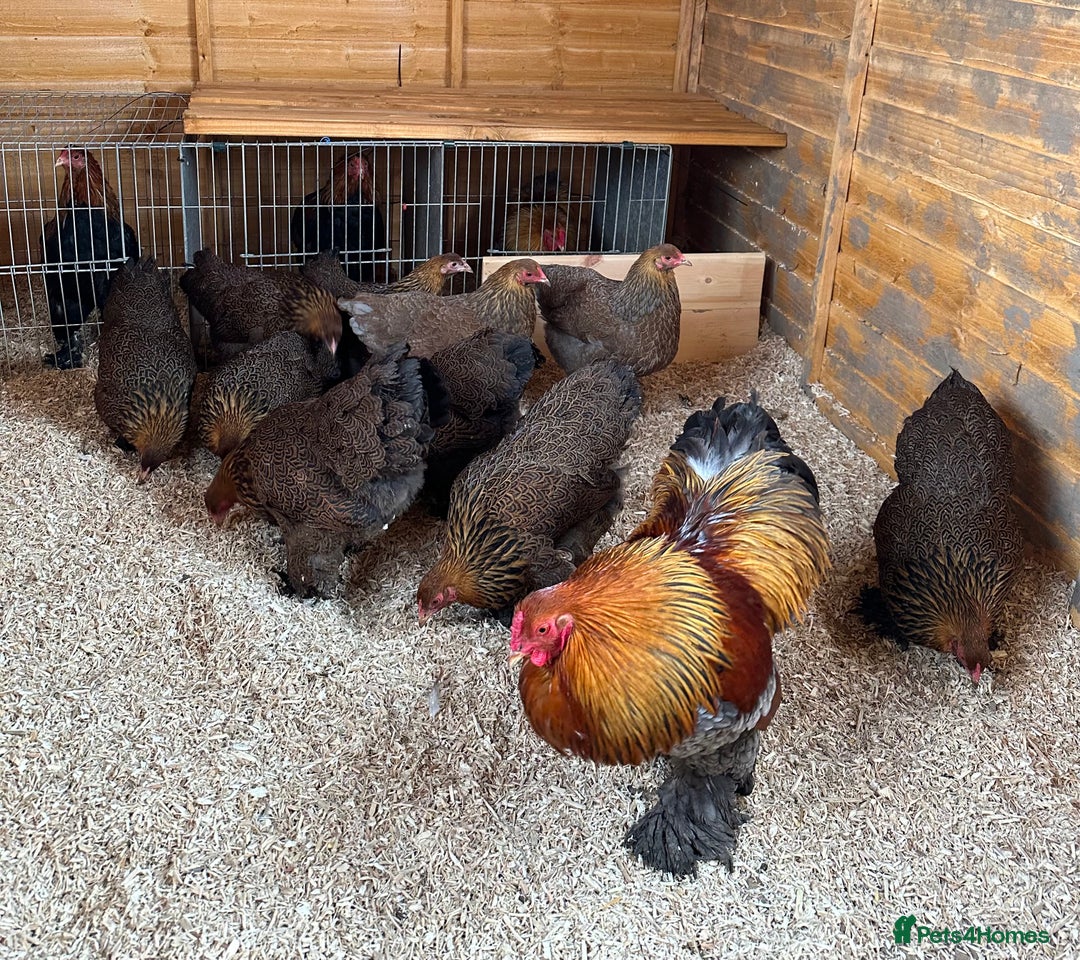 Chickens poultry for sale: Brahma bantams  - Image 1