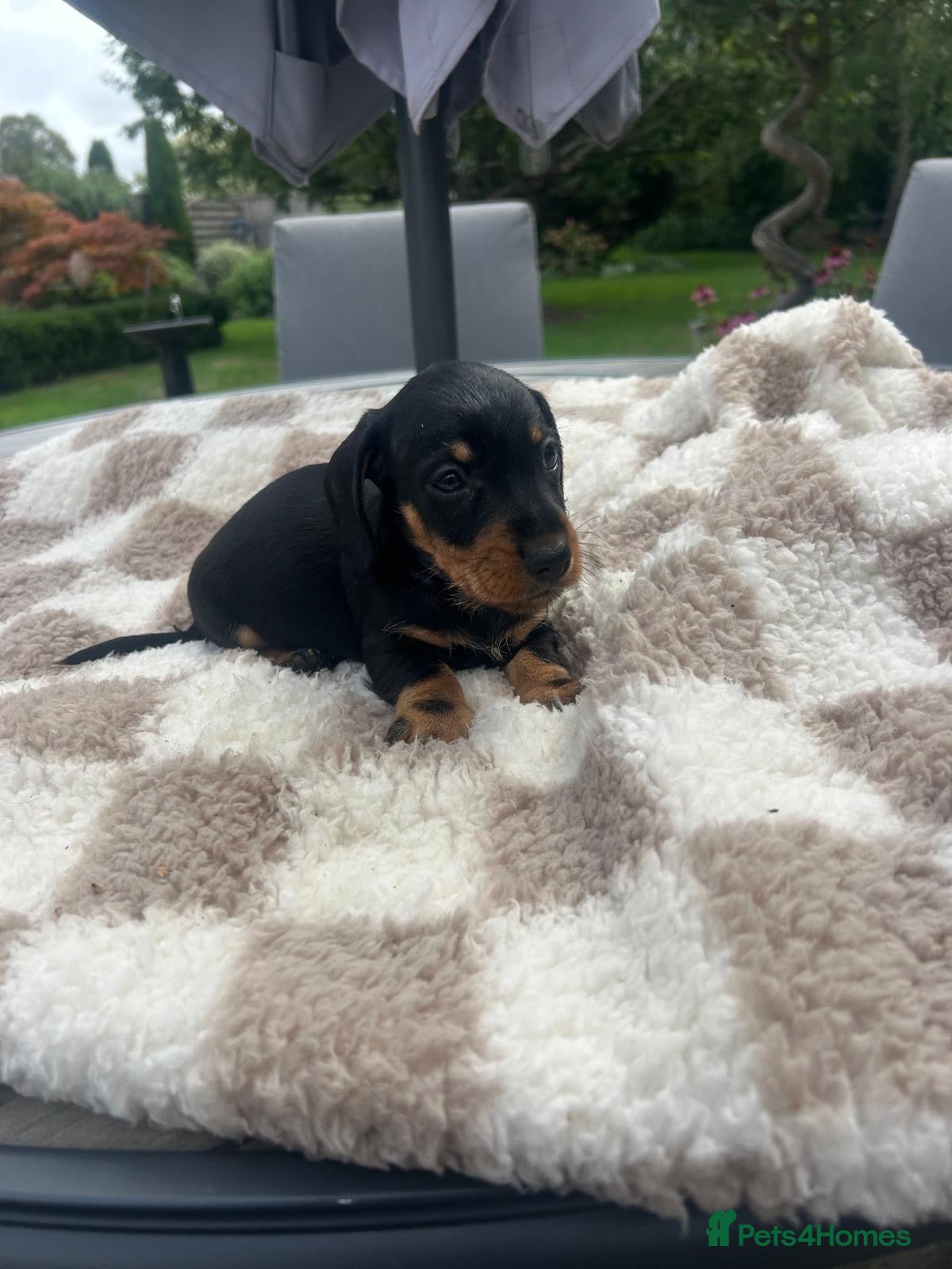 Miniature Dachshund dogs  🐾 Adorable Miniature Dachshund Puppies 🐾 - Advert 1
