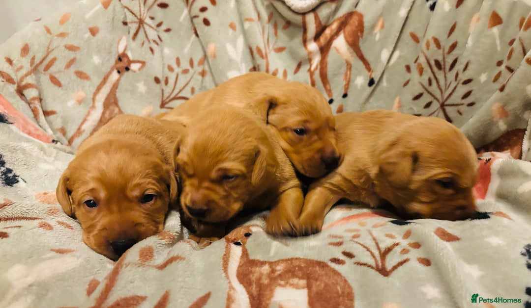 Labrador Retriever dogs for sale: Plump little Red Labrador Puppies! - Image 28