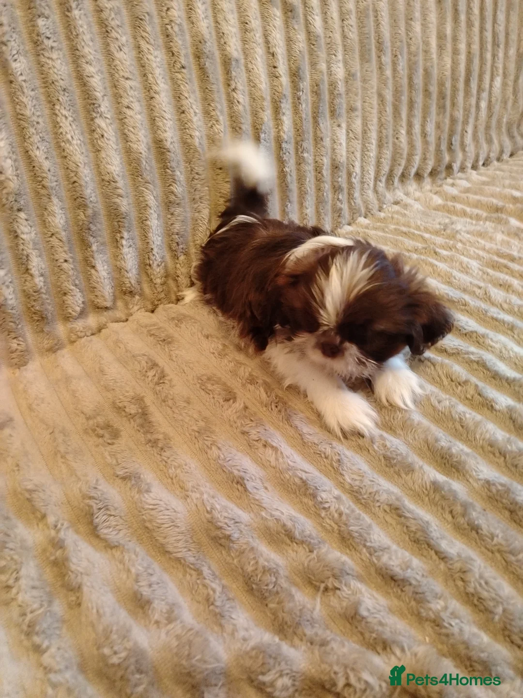 Shih Tzu dogs for sale: Beautiful imperial shih tzu babies  - Advert 25