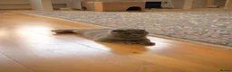 Scottish Fold cats for sale: Luxury Scottish folded NY12 ready to going.  - Advert 7