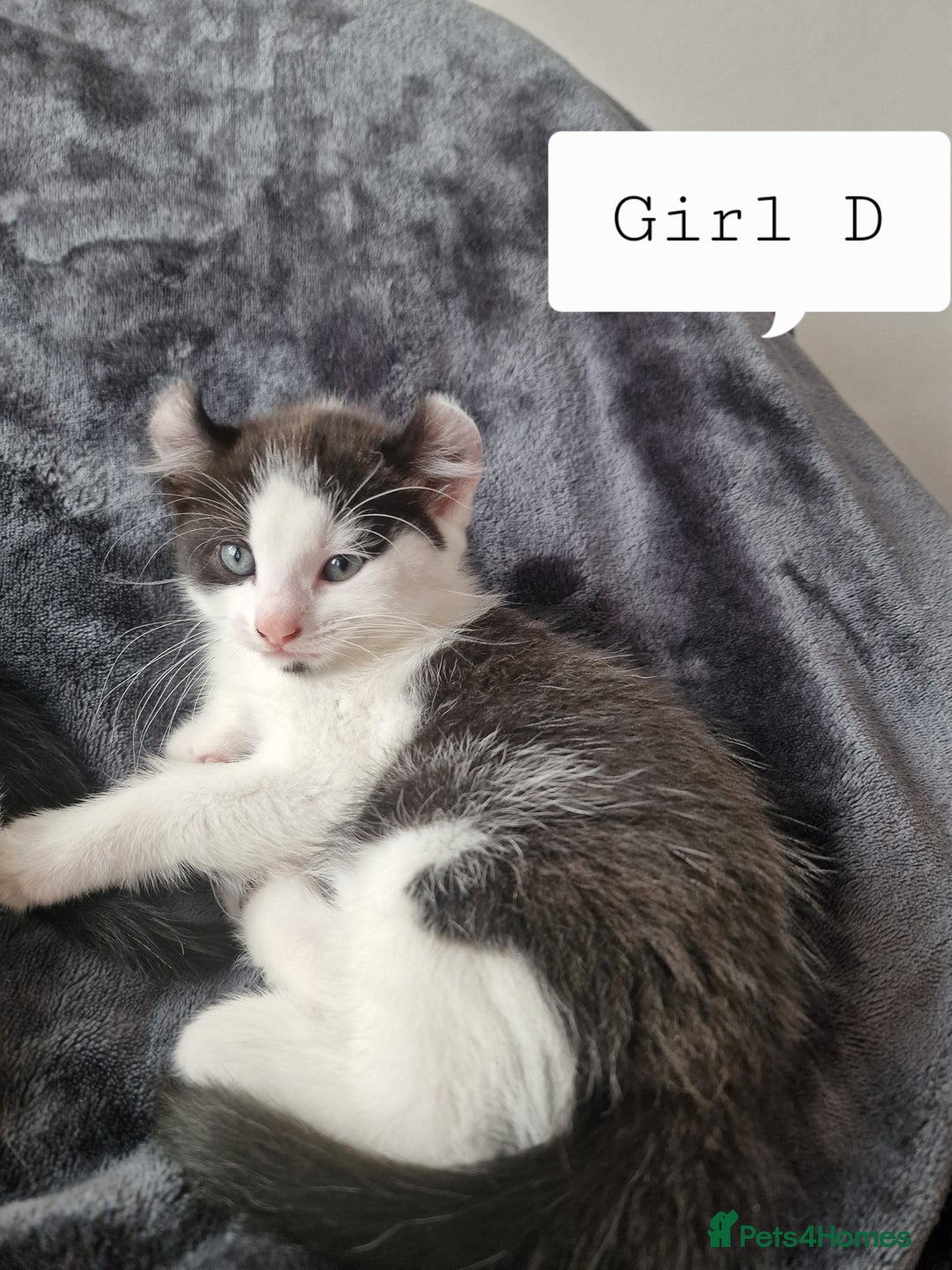 Mixed Breed cats for sale: 4 peculiar kittens with elf ears ❤️ - Image 2