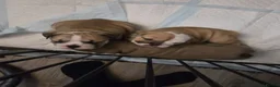 English Bulldog dogs for sale: English bulldogs  - Advert 30