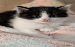 Turkish Angora cats for sale: Beautiful Turkish Angora cross kittens - Image 2