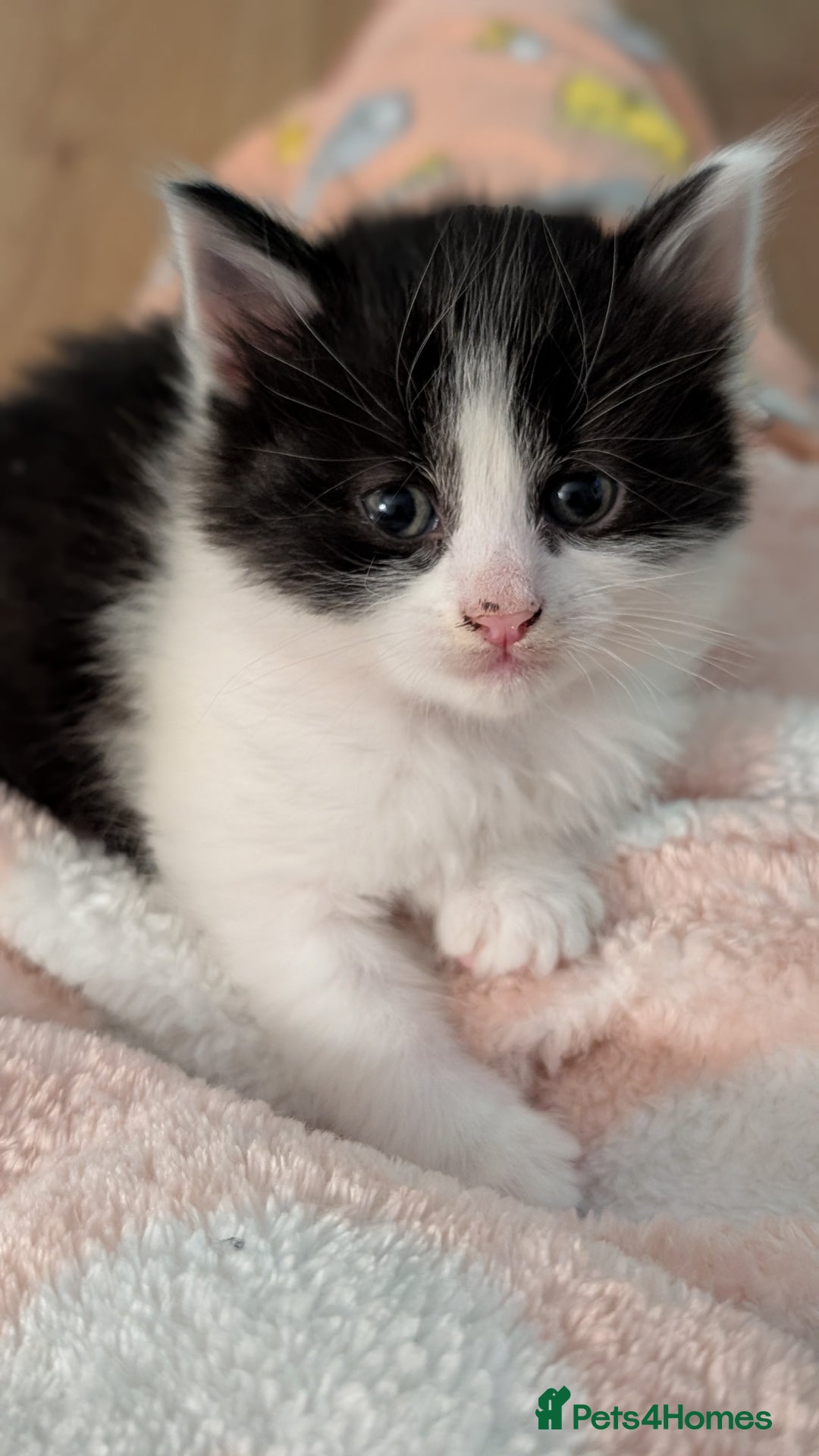 Turkish Angora cats for sale: Beautiful Turkish Angora cross kittens - Image 2