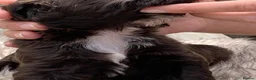 Cockapoo dogs for sale: STUNNING F1 COCKAPOO PUPS 1 GIRL 2 BOYS REMAINING - Advert 25