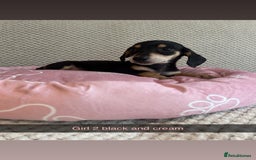 Miniature Dachshund dogs for sale: ***rainbow litter🌈*** - Image 6