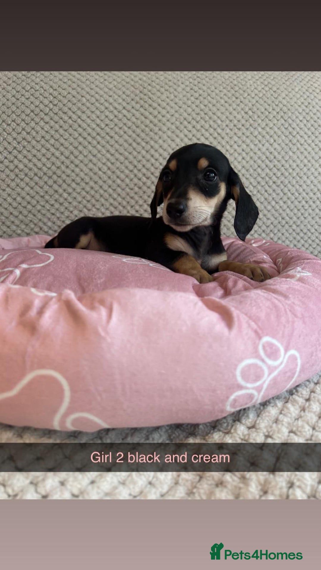 Miniature Dachshund dogs for sale: ***rainbow litter🌈*** - Image 6