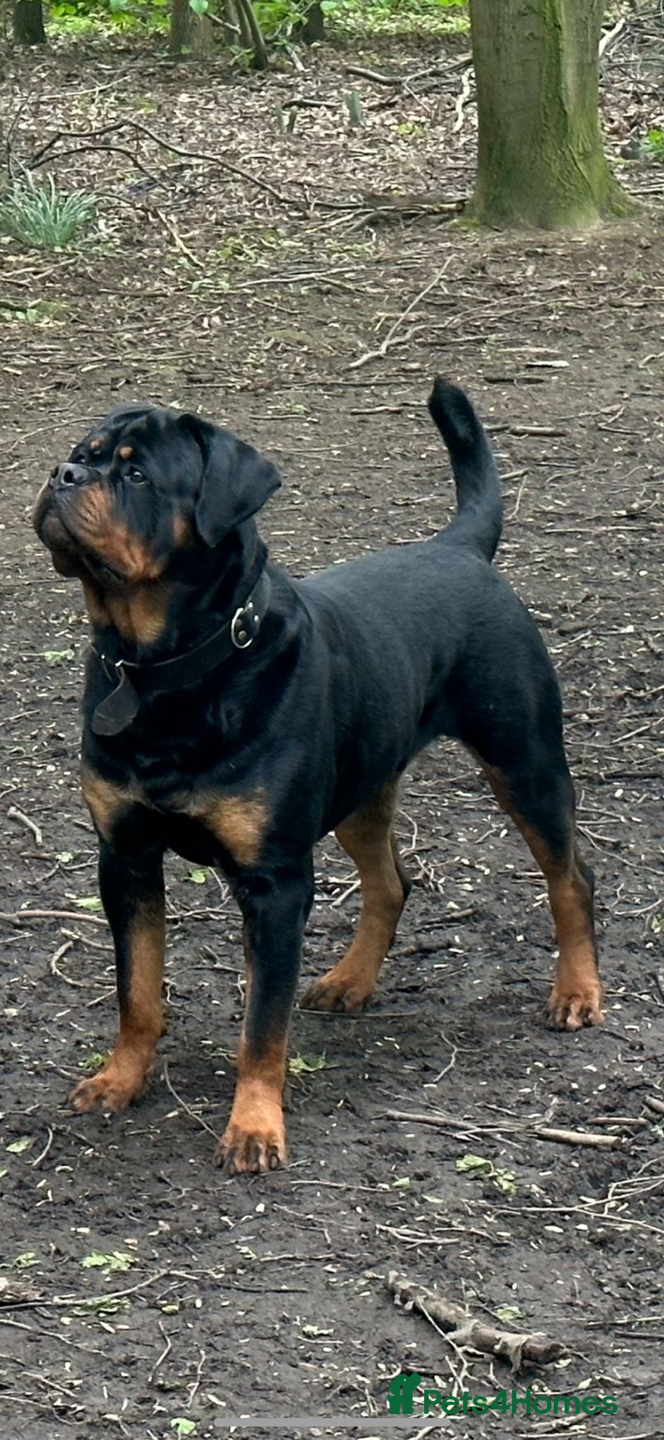 Rottweiler dogs Serbian Import - OTTO for stud  - Advert 13