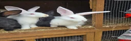 Continental Giant rabbits for sale: Continental Giant Rabbit Kits Bookings Now Open 🐰 - Advert 11