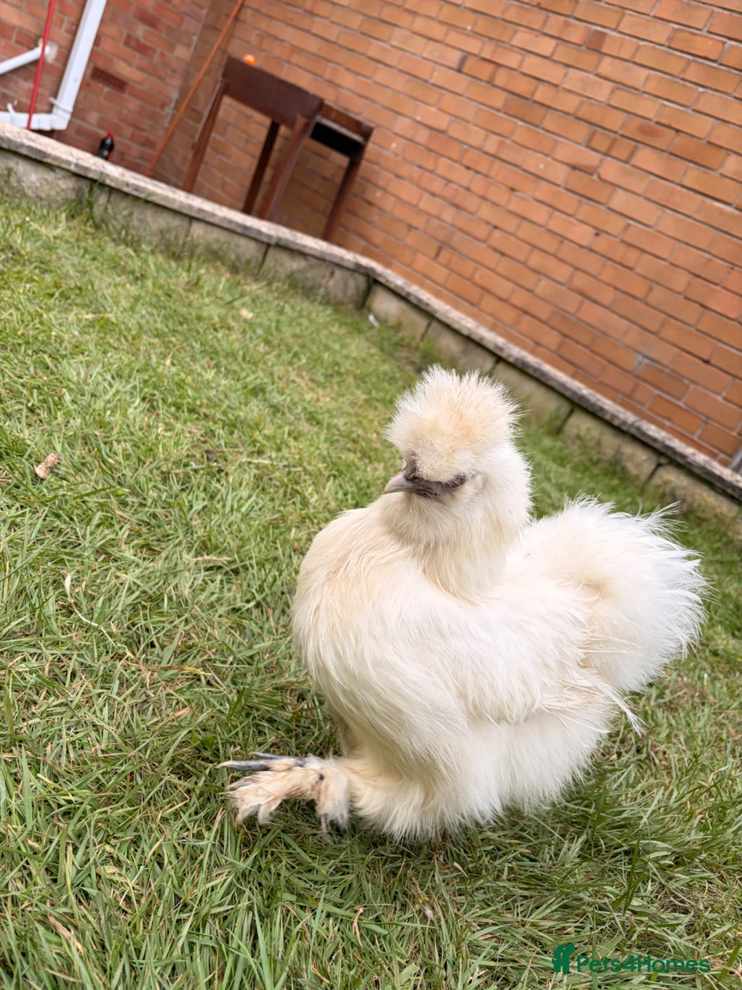 Chickens poultry for sale: Chicken silkey - Advert 2