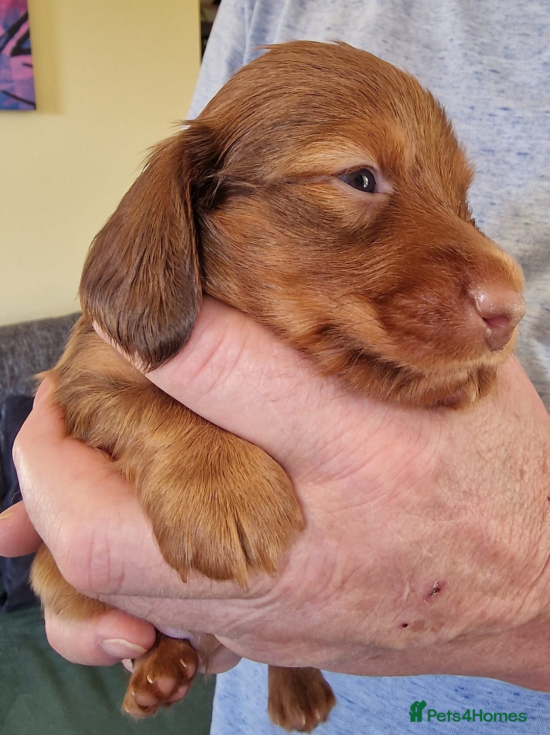 Miniature Dachshund dogs for sale: Beautiful  miniature  dachshund puppies for sale - Advert 9